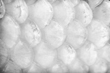 White or gray carp texture or koi fish scales seamless patterns nature background © Amphawan