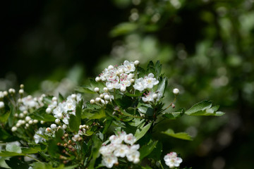 Hawthorn flowers in the forest on a bright sunny day