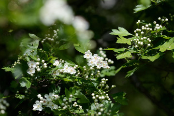 Hawthorn flowers in the forest on a bright sunny day