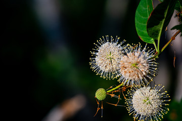 white flower on dark background