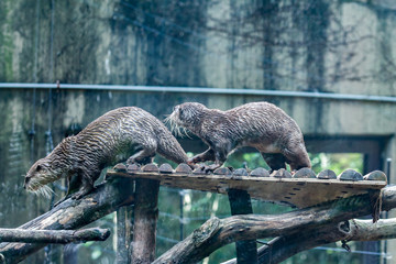 otter