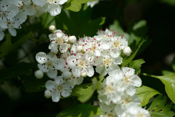 White hawthorn flowers illuminated by the sun close up