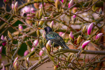 prachtvoller Star in Magnolie , Magnolien Blüten 