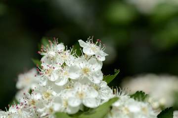 White hawthorn flowers illuminated by the sun close up