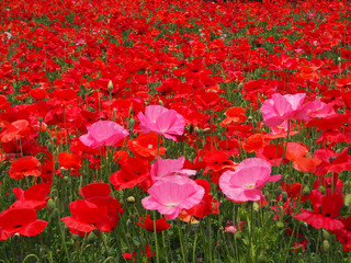 Obraz premium シャーレーポピー