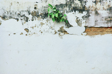 Old Damaged Brick Wall with Bodhi Plant Growing on as Texture Background