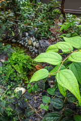garden with man made stream flowing through spring plants