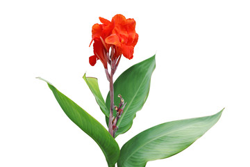 Red Flower with Green Leaves of Canna Lily Plant Isolated on White Background