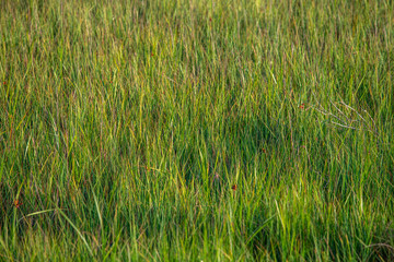 grass, field, green, nature, plant, meadow, summer, agriculture, lawn, wheat, spring, natural, landscape, farm, crop, texture, environment, growth, backgrounds, rice, barley, outdoors, fresh, season, 