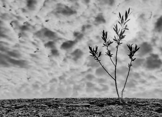 tenacious tree sapling growing up through a stone wall black and white