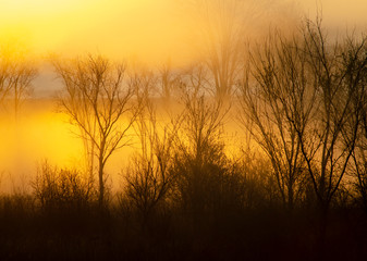 Fototapeta na wymiar 641-70 Sunrise Fog in the Trees