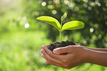 eco earth day concept. hand holding young plant in sunshine and green nature background