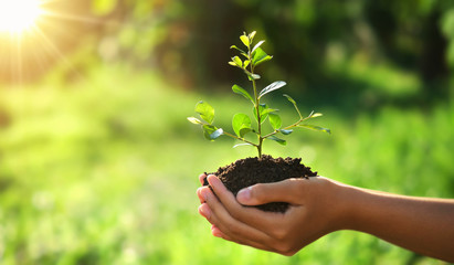 eco earth day concept. hand holding young plant in sunshine and green nature background