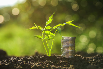 money stack with small tree and sunset in nature