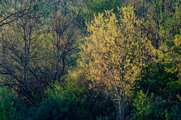 641-97 Spring Foliage at Sunrise