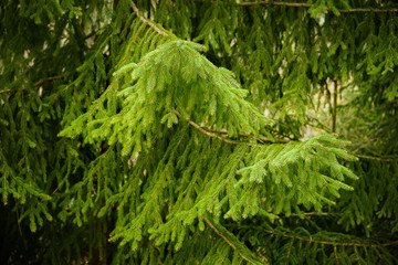 pine leaves in pine forest