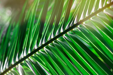Sunlight over fresh green palm leaves outdoors.