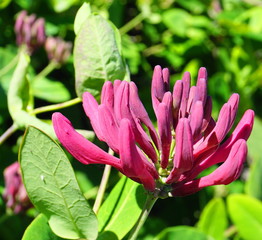 Close up Honeysuckle flowers with impressive bicolor blooms of pink and white. Lonicera...