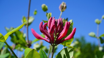 Close up Honeysuckle flowers with impressive bicolor blooms of pink and white. Lonicera...