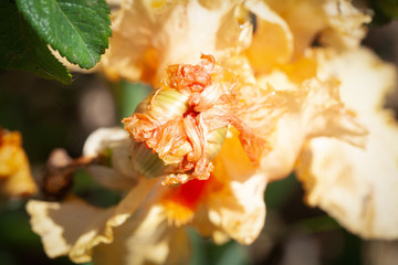 Close up of orange flower in daylight