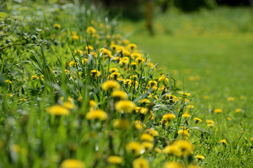 Bright yellow dandelions on a sunlit lawn close up