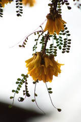 &aacute;rbol pel&uacute; florido