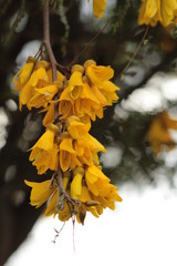 &aacute;rbol pel&uacute; florido