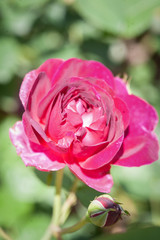 Pink rose in daylight