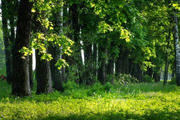 Fototapeta premium Forest. Summer green forest. Forest nature background. Green trees on grassy meadow