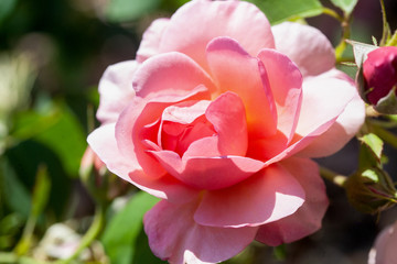 Pink flowers in a garen in daylight