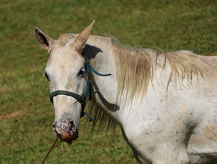 Fototapeta premium portrait of a horse