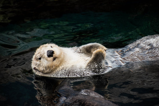 sea ​​otter, Lisboa, March 2019