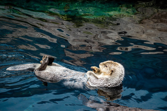 sea ​​otter, Lisboa, March 2019