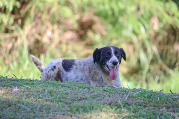 dog in grass