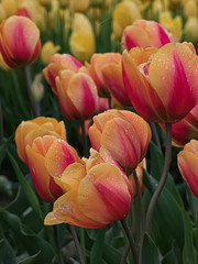 orange pink red and yellow tulips blooming in spring