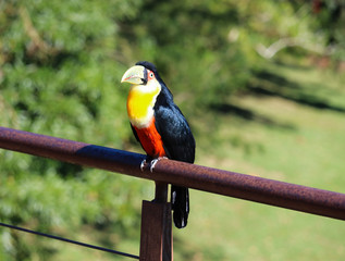 blue and yellow macaw