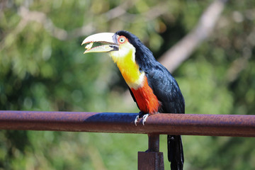 colorful bird of paradise