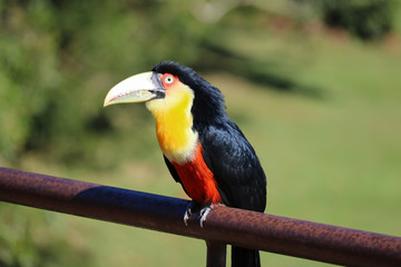 bird of paradise