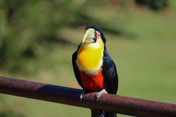 blue and yellow macaw