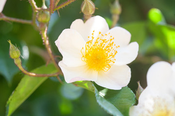 White and yellow flower