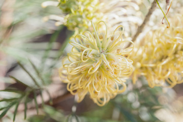 Close up leaves and plants