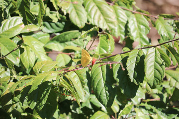 frog on leaf