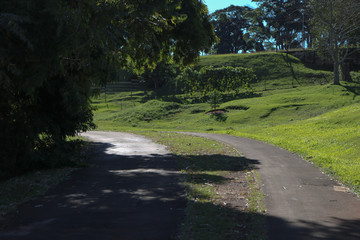 road in forest