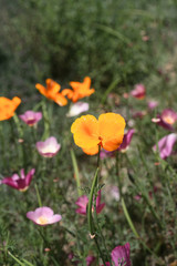 Fototapeta premium Wildflowers in garden