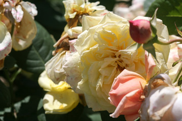 white flower and roses
