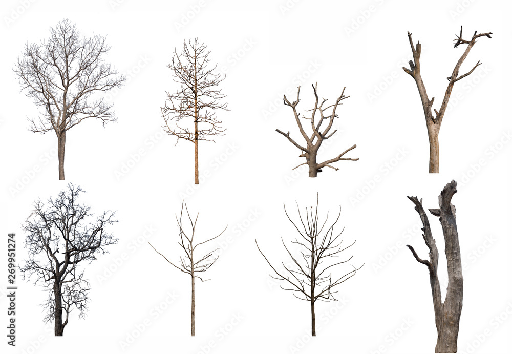 Poster isolated dead tree collection on white backdrop