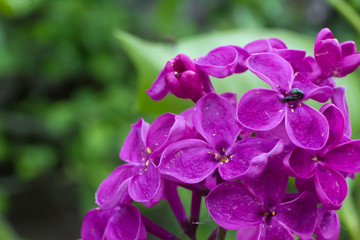 Lilac in the spring sunny garden