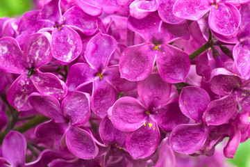 Fototapeta premium Lilac in the spring sunny garden