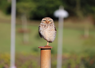 sparrow on a fence