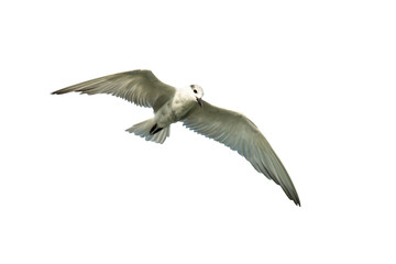 Flying young gull isolated on white background. The whiskered tern is a tern in the family Laridae.